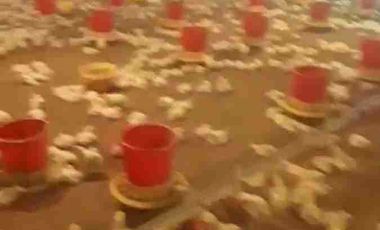 jual kandang ayam omset 1,5Milyar di Ngombol purworejo jateng