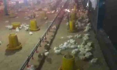 jual kandang ayam omset 1,5Milyar di Ngombol purworejo jateng