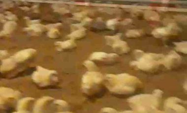 jual kandang ayam omset 1,5Milyar di Ngombol purworejo jateng
