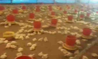 jual kandang ayam omset 1,5Milyar di Ngombol purworejo jateng