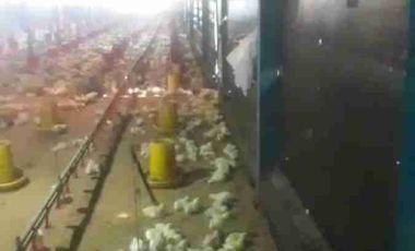 jual kandang ayam omset 1,5Milyar di Ngombol purworejo jateng