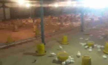 jual kandang ayam omset 1,5Milyar di Ngombol purworejo jateng