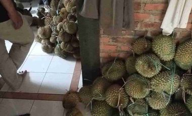 Jual Kebun Durian Produktif Di Bogor