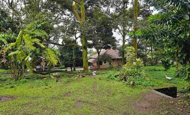 Jual Kebun Durian Produktif Di Bogor