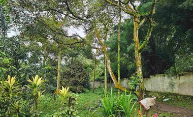 Jual Kebun Durian Produktif Di Bogor