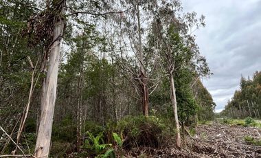 Parcela con bosque en Dalcahue, a 20 min del aeropuerto