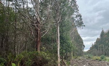 Parcela con bosque en Dalcahue, a 20 min del aeropuerto