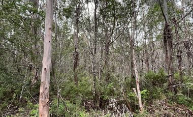 Parcela con bosque en Dalcahue, a 20 min del aeropuerto
