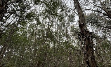 Parcela con bosque en Dalcahue, a 20 min del aeropuerto