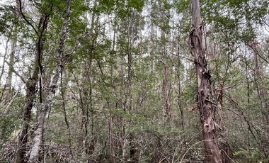 Parcela con bosque en Dalcahue, a 20 min del aeropuerto