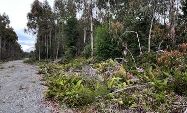 Parcela con bosque en Dalcahue, a 20 min del aeropuerto