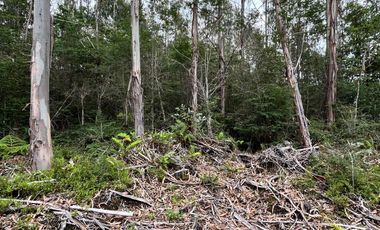 Parcela con bosque en Dalcahue, a 20 min del aeropuerto