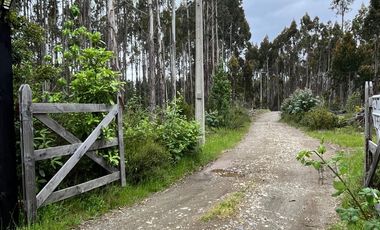 Parcela con bosque en Dalcahue, a 20 min del aeropuerto