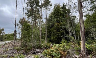 Terreno con bosque y árboles antiguos en Dalcahue, Chiloé