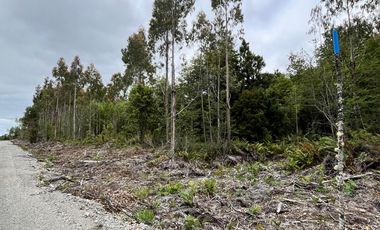 Terreno con bosque y árboles antiguos en Dalcahue, Chiloé