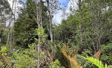 Terreno con bosque y árboles antiguos en Dalcahue, Chiloé