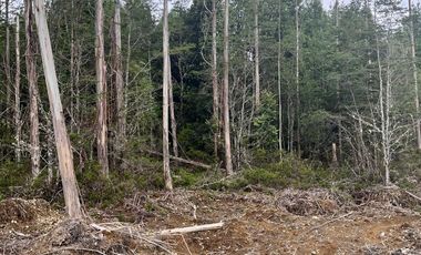 Terreno con bosque y árboles antiguos en Dalcahue, Chiloé