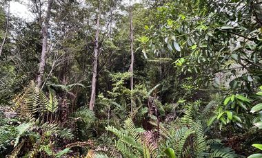 Terreno con bosque y árboles antiguos en Dalcahue, Chiloé