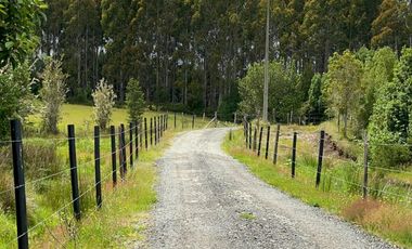 Terreno con bosque y árboles antiguos en Dalcahue, Chiloé