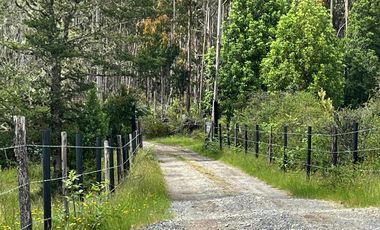 Terreno con bosque y árboles antiguos en Dalcahue, Chiloé