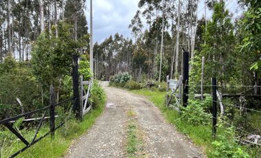 Terreno con bosque y árboles antiguos en Dalcahue, Chiloé