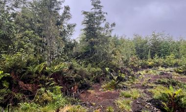 Terreno con bosque frondoso en venta en Dalcahue – Chiloé
