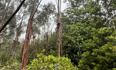 Terreno con bosque frondoso en venta en Dalcahue – Chiloé