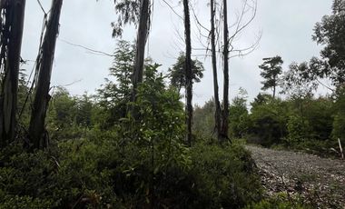 Terreno con bosque frondoso en venta en Dalcahue – Chiloé
