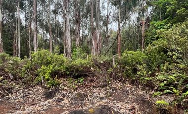 Terreno con bosque frondoso en venta en Dalcahue – Chiloé