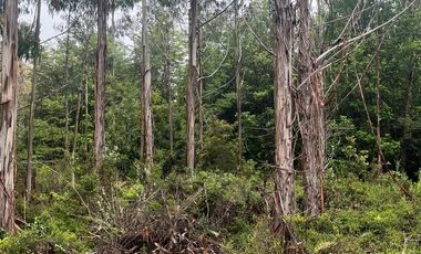 Terreno con bosque frondoso en venta en Dalcahue – Chiloé