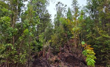Terreno con bosque frondoso en venta en Dalcahue – Chiloé