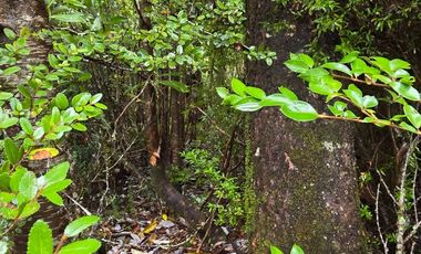 Terreno con bosque frondoso en venta en Dalcahue – Chiloé