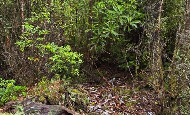 Terreno con bosque frondoso en venta en Dalcahue – Chiloé