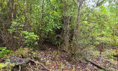 Terreno con bosque frondoso en venta en Dalcahue – Chiloé