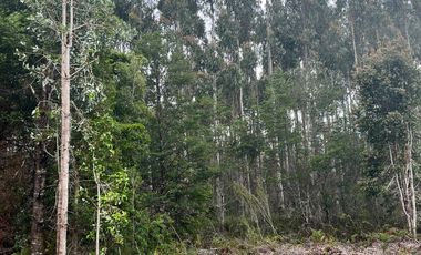 Parcela con rol propio en Dalcahue a 20 min del aeropuerto
