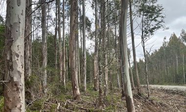 Parcela con rol propio en Dalcahue a 20 min del aeropuerto