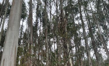 Parcela con rol propio en Dalcahue a 20 min del aeropuerto