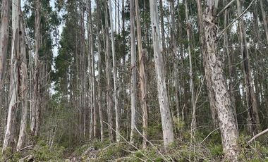 Parcela con rol propio en Dalcahue a 20 min del aeropuerto