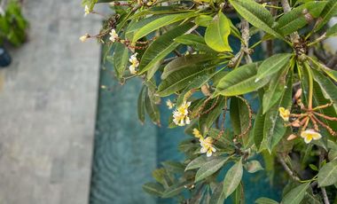 FREEHOLD VILLA SEMINYAK BIDADARI  Lokasi strategis, dekat Sunset Road