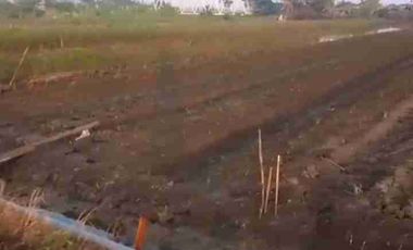 TANAH INDUSTRI DEMAK JATENG, LUAS 9800M2