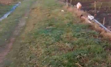 TANAH INDUSTRI DEMAK JATENG, LUAS 9800M2