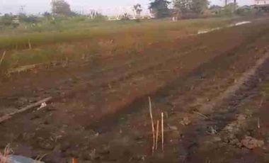 TANAH INDUSTRI DEMAK JATENG, LUAS 9800M2
