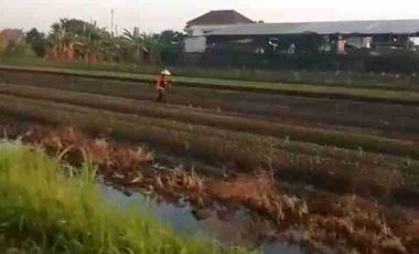 TANAH INDUSTRI DEMAK JATENG, LUAS 9800M2