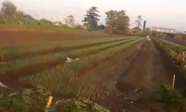 TANAH INDUSTRI DEMAK JATENG, LUAS 9800M2