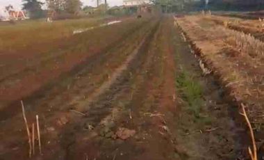 TANAH INDUSTRI DEMAK JATENG, LUAS 9800M2