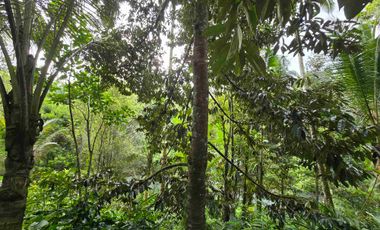 Dijual tanah dengan air terjun dan sungai bebatuan di bali