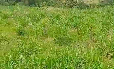 Di Jual Kandang Sapi