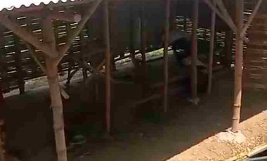 Di Jual Kandang Sapi