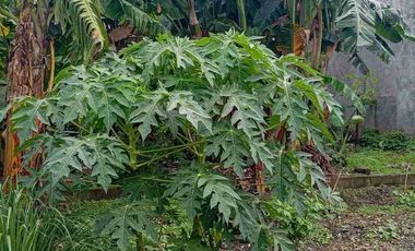 Tanah Siap Bangun Pinggir Jalan Raya Di Pangkalan Jati Depok