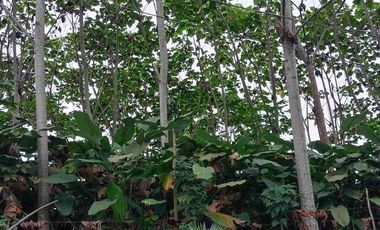 VENTA FINCA AGRÍCOLA- GANADERA MUISNE Km 21 Vía El Salto - Mompiche